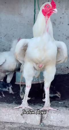 White Heera breeder murga for sale