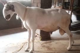 Mundra male