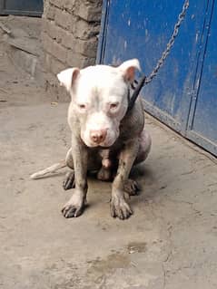 american pitbull dog