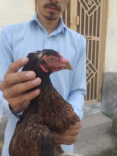 murgi k price 2500 or murga k 6000
