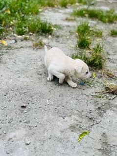 labra puppy