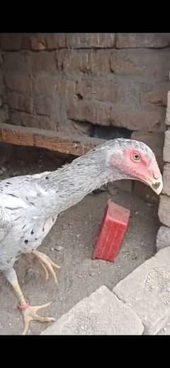 aseel