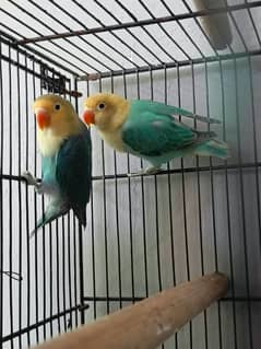 Parblue