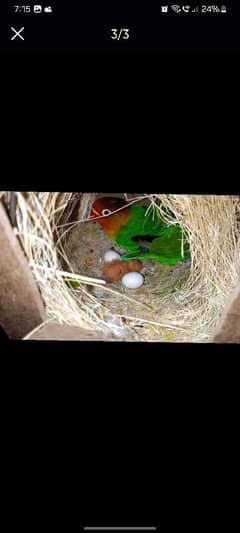 love bird lutino