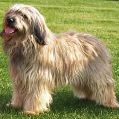 shuzi male dog available