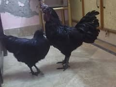 Ayam