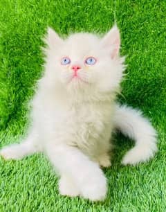 Persian cat for sale male or female my WhatsApp03286487884