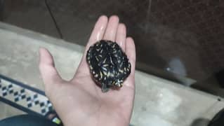 imported indian spotted turtle
