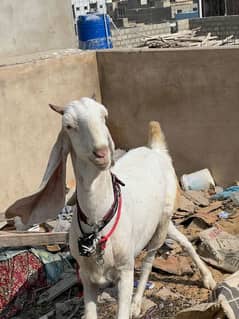 gulabi bakri