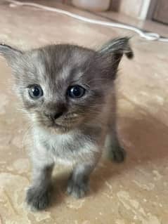 Grey Female Persian Double Coated Kitten