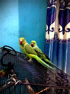 Ring Neck Pair