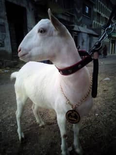 Gulabi Zero Size Tabra Khassi