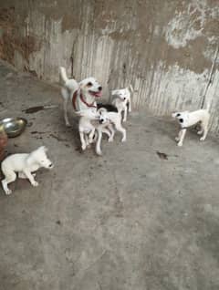 American Staffordshire Terrier