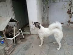 Afghan kuchi