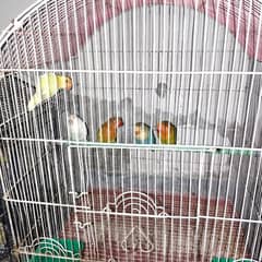 love birds pairs