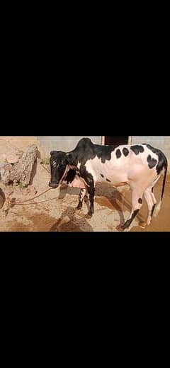 cows