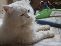 family cat