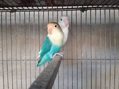 albino black eye parblue split breeder pairs