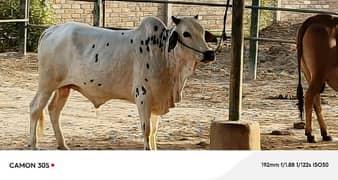 Qurbani Animals