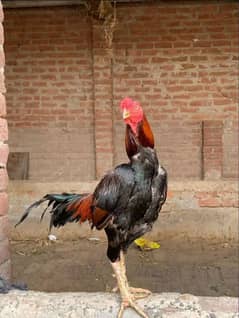 Aseel for sale