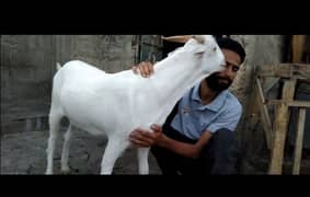 bakra for qurbani