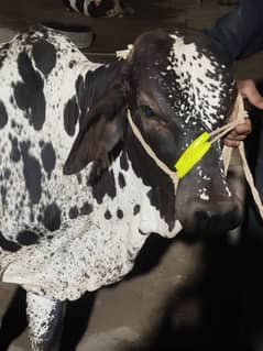 wacha (bull) for sale