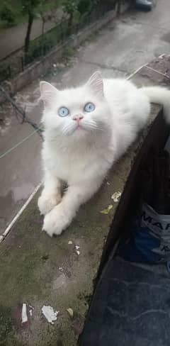 parsian cat with 3 kitten 0315 4187628