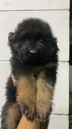 30 days old gsd puppy male long coat