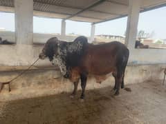 Cows for sale 2 beautiful and healthy fresh 2 dant