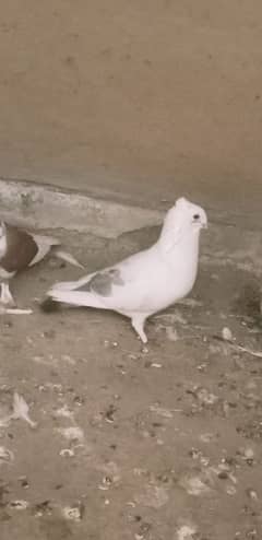 sentient breeder male WhatsApp number 03268874908