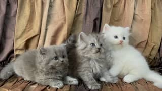 Kittens