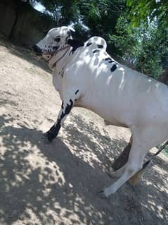 For Sale vehra