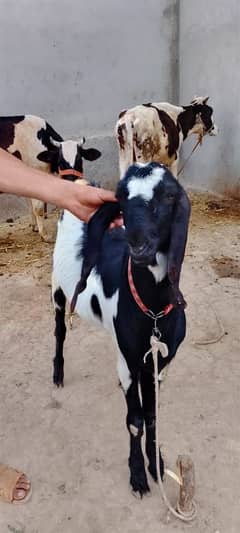 bakra 1 your age