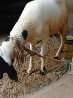 2mael sheep full active best quality qurbani k leay behtren