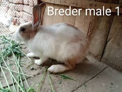 Rabits