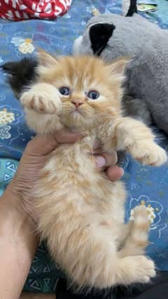 Persian kitten