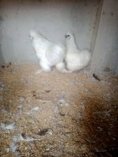 white silky breeder pair 03004245714