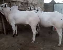 home breed dasi fateh jangi pair for sale .