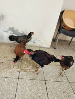 aseel hens total sale