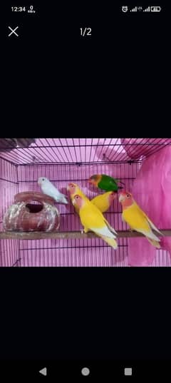 lovebird beautiful lutino