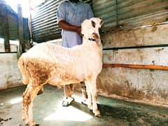 Larkana Cross  dhumba