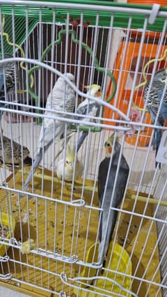 4 cocktail  3 Australian bird