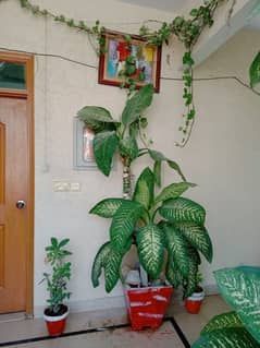 indoor plants