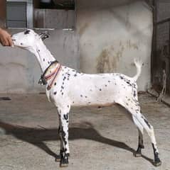 Bakra