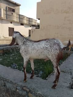 Bakra availible for qurbani Location : Newtown (backside of comsats)