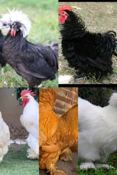 all chicks available healthy and active chicks