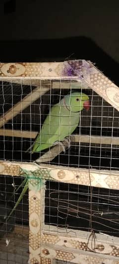 Parot