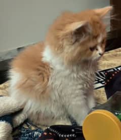 Cat for sale jeewan city sahiwal