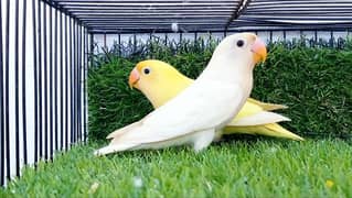 DECINO & ALBINO/INO