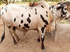 Qurbani Bachry For sale (03290986991)